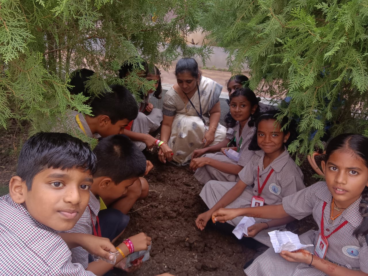 Sowing of tomato seeds by std V on 04.08.2025